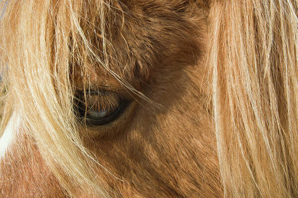 United Kingdom Art Print featuring the photograph Close up of Dartmoor Pony's Eye by Richard Donovan