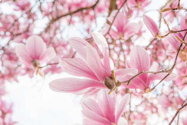 Magnolia Art Print featuring the photograph Close-up on Spring by Philippe Sainte-Laudy