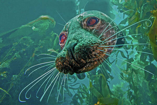Photo Art Print featuring the photograph Closeup of a Seal. California by World Art Collective
