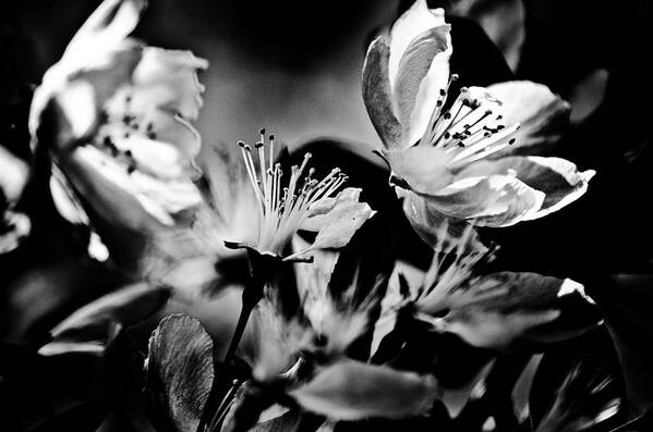 Black And White Art Print featuring the photograph Closeup Of Fading Sakura by Adelaide Lin