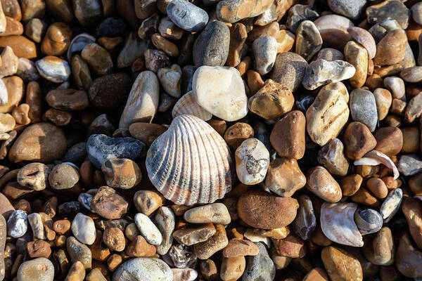 United Kingdom Art Print featuring the photograph Cockle shell and pebbles by Richard Donovan