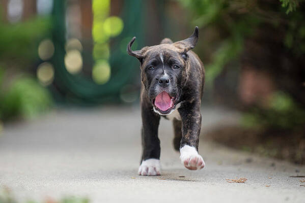 Puppy Art Print featuring the photograph Coleman by Bill Cubitt