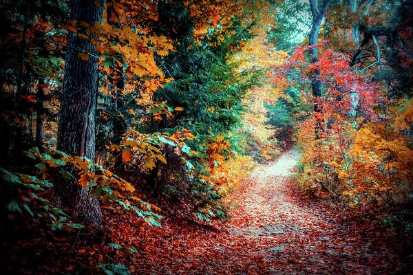 Foliage Art Print featuring the photograph Colorful Autumn path in the woods by Lilia S