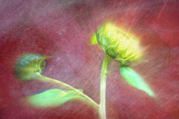 Sunflower Art Print featuring the photograph Colorful Bursting Sunflower by Debra Martz