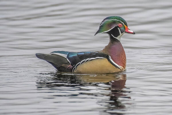 Woodduck Art Print featuring the photograph Colorful Woodduck by Jerry Cahill