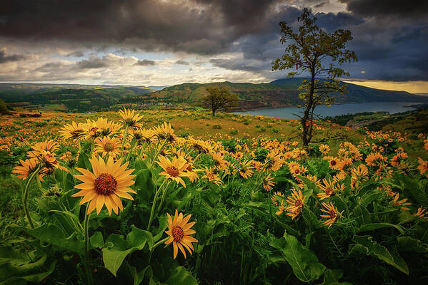 Rowena Crest Art Print featuring the photograph Columbia Gorge Blooms by Dan Mihai