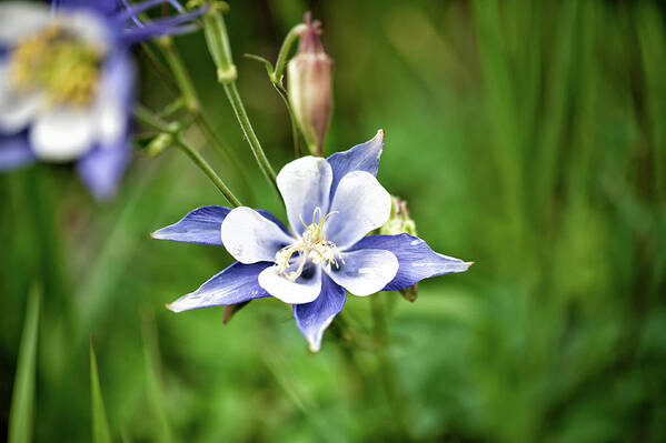 Co Art Print featuring the photograph Columbine by Doug Wittrock
