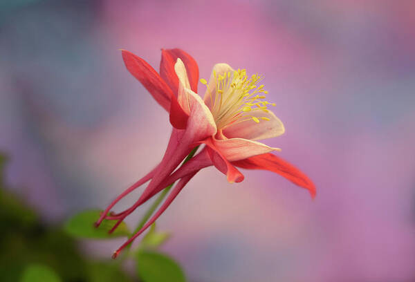 Columbine Art Print featuring the photograph Columbine Looking Up by Mary Jo Allen