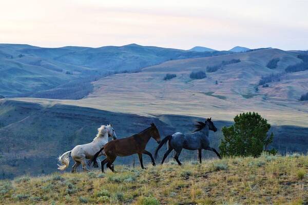 Western Art Art Print featuring the photograph Comin' In Hot by Alden White Ballard