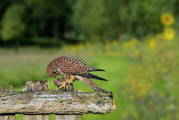 Common Kestrel Art Print featuring the photograph Common Kestrel with Mouse by Arterra Picture Library