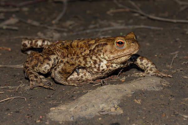 Toad Art Print featuring the photograph Common toad facing right by Steev Stamford