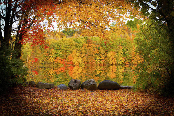 Foliage Art Print featuring the photograph Connecticut_Foliage_8225 by Rocco Leone