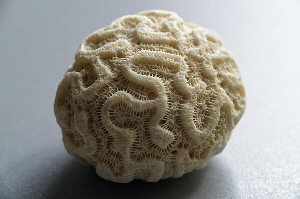 Coral Art Print featuring the photograph Coral by Phil Perkins