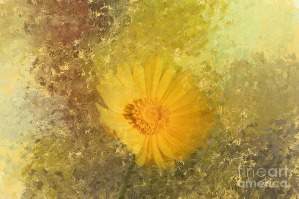 Tickseed Art Print featuring the photograph Coreopsis Dream Three by Elisabeth Lucas
