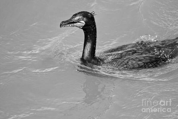 Cormorant Art Print featuring the photograph Cormorant In The Susquehanna River Black And White by Adam Jewell
