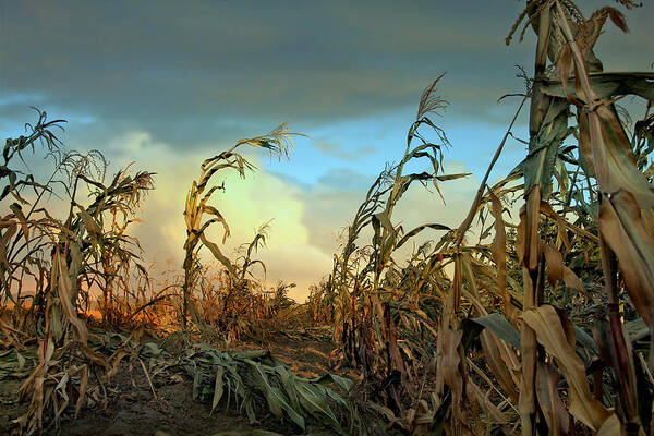 Spooky Art Print featuring the photograph Cornfield at Sunset by Crisserbug