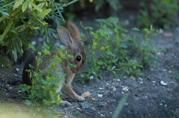 Rabbit Art Print featuring the photograph Cottontail Rabbit Grooming in a Garden by Rachel Morrison