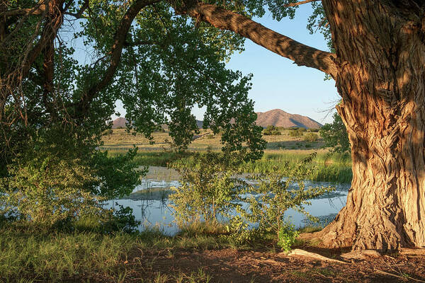 Landscape Art Print featuring the photograph Cottonwood and Pond in New Mexico Desert in Color by Mary Lee Dereske