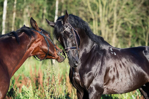 Horse Art Print featuring the photograph Couple Of Breed Sportive Stallions. Close Up by anakondaN