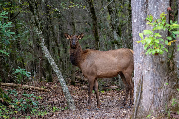 Great Smoky Mountains National Park Art Print featuring the photograph Cow Elk in the GSMNP by Robert J Wagner