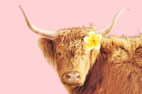 Cow Art Print featuring the photograph Aloha Cow III by Robin Dickinson