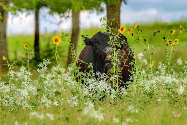 Cow Art Print featuring the photograph Cow in Wildflowers by Pam Rendall