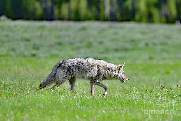 Coyote Art Print featuring the photograph Coyote on a Stroll by Amazing Action Photo Video