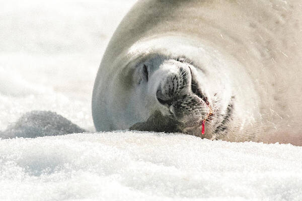 04feb20 Art Print featuring the photograph Crabeater Seal Frozen Drool Pile Macro by Jeff at JSJ Photography