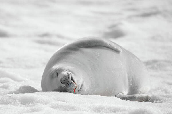 04feb20 Art Print featuring the photograph Crabeater Seal Frozen Drool Pile BW-SC by Jeff at JSJ Photography