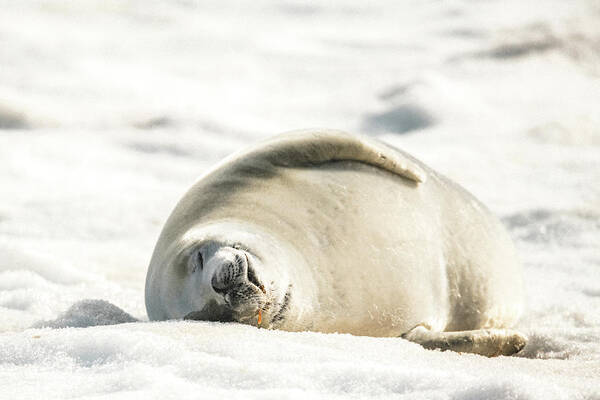 04feb20 Art Print featuring the photograph Crabeater Seal Frozen Drool Pile Raw Color by Jeff at JSJ Photography