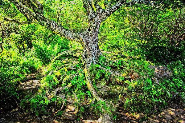 Tree Art Print featuring the photograph Craggy Pinnacle Trail Tree by Allen Nice-Webb