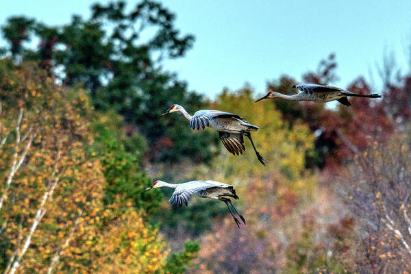 Nature Art Print featuring the photograph Cranes in Fall by Paul Freidlund