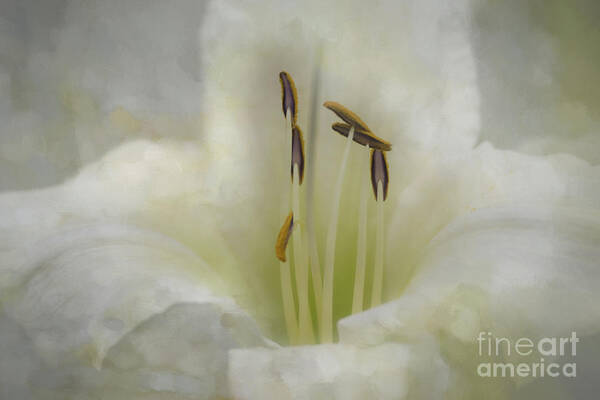 Flower Art Print featuring the photograph Creamy Painted Daylily by Amy Dundon