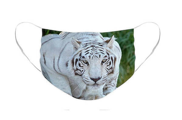 Face Mask Art Print featuring the photograph Crouching White Tiger - Face Mask by Lucinda Walter