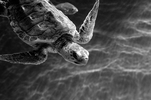 Turtle Art Print featuring the photograph Cruising by Gina Cinardo