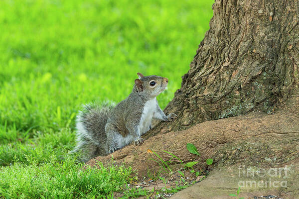 Eastern Gray Squirrel Art Print featuring the photograph Curious Eastern Gray Squirrel by Jennifer White