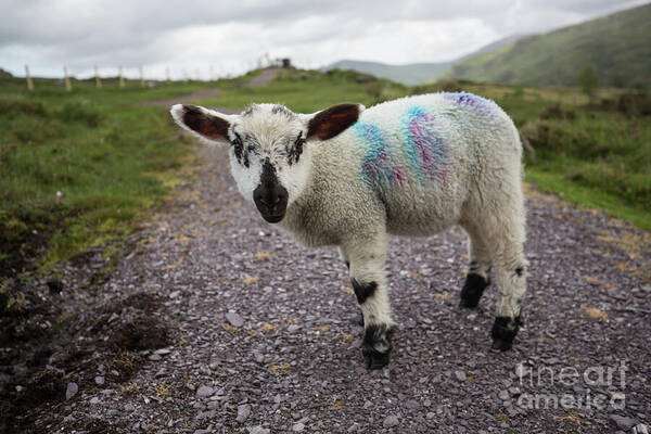Lamb Art Print featuring the photograph Curious Irish Lamb by Eva Lechner