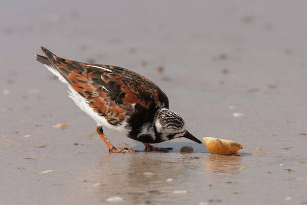 Ruddy Turnstone Art Print featuring the photograph Curious Turnstone by Paul Rebmann