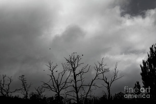 Trees Art Print featuring the photograph Currawongs 2 by Elaine Teague