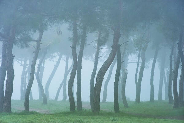Pine Trees Art Print featuring the photograph Curved Pine Trees Forest in the Fog by Alexios Ntounas