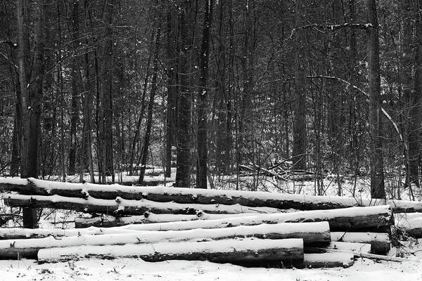 Black And White Art Print featuring the photograph Cut logs in Simcoe County Forest by James Canning