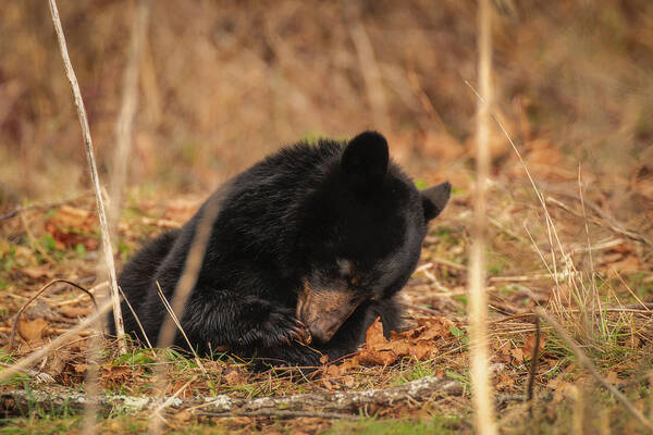 Great Smoky Mountains National Park Art Print featuring the photograph Cute Black Bear Cub by Robert J Wagner