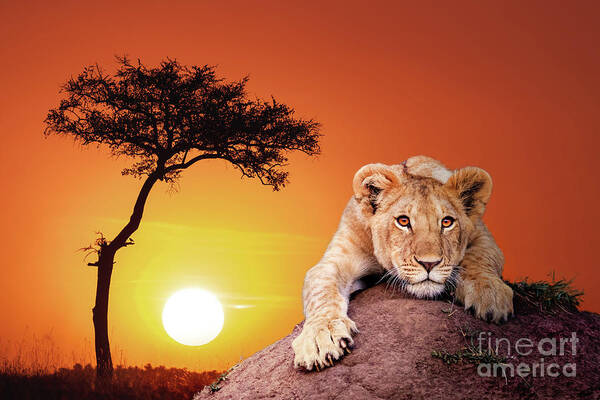 Cub Art Print featuring the photograph Cute lion cub, panthera leo, crouching on a soil mound at sunse by Jane Rix