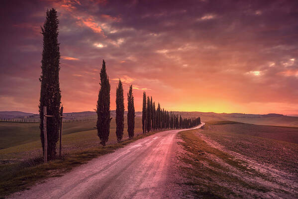 Tree Art Print featuring the photograph Cypress tree lined road in the countryside of Tuscany, Italy by Stefano Orazzini