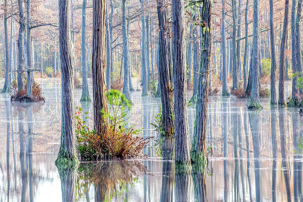 Cypress Trees Art Print featuring the photograph Cypress Trees 01 by Jim Dollar