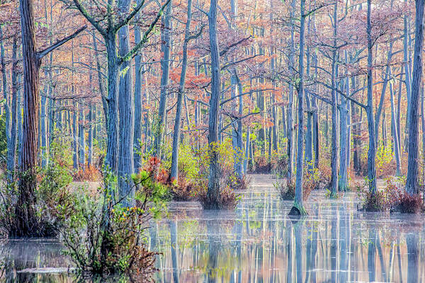 Cypress Trees Art Print featuring the photograph Cypress Trees 04 by Jim Dollar