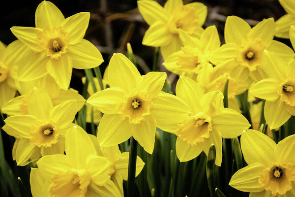 Daffodil Art Print featuring the photograph Daffodils in the Spring Garden by Craig A Walker