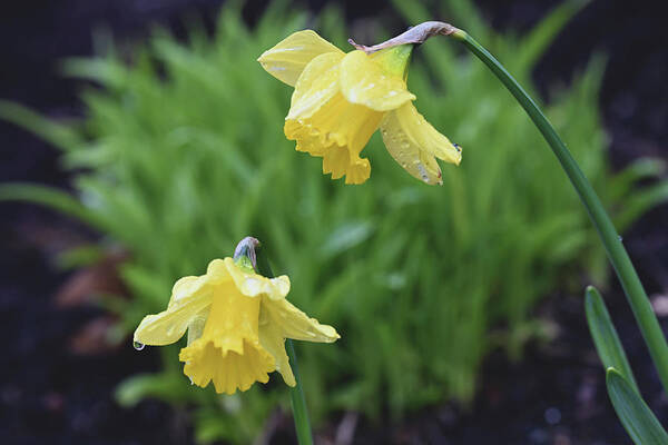 Daffodils Art Print featuring the photograph Daffodils by Jerry Cahill
