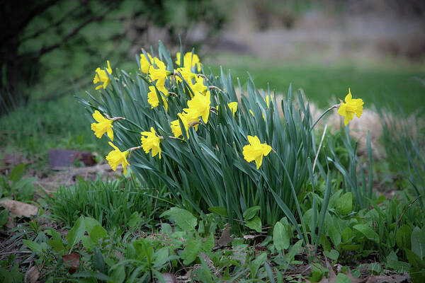 Cades Cove Art Print featuring the photograph Daffodils by Nunweiler Photography