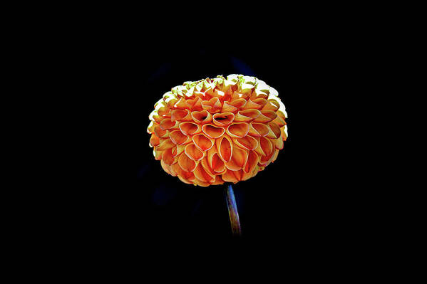 Flower Art Print featuring the photograph Dahlia by Anamar Pictures